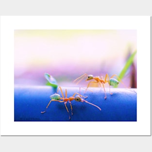 Green tree ants from Northern Australia Posters and Art